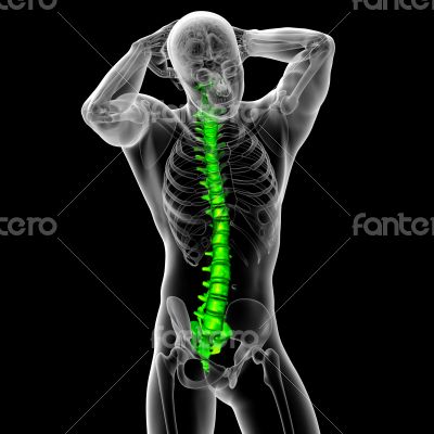 3d render medical illustration of the human spine