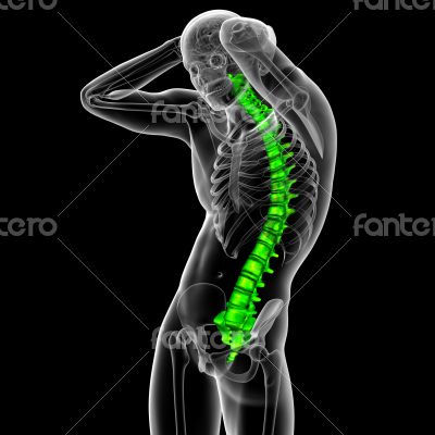 3d render medical illustration of the human spine