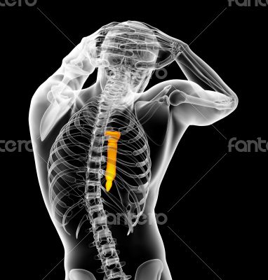 sternum bone 