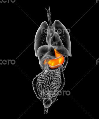 3d render medical illustration of the stomach