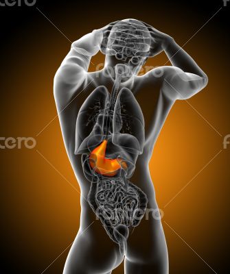 3d render medical illustration of the stomach