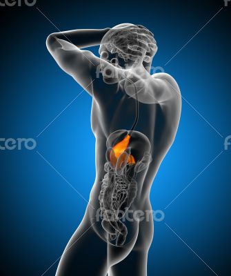 3d render medical illustration of the stomach