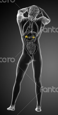  human adrenal 