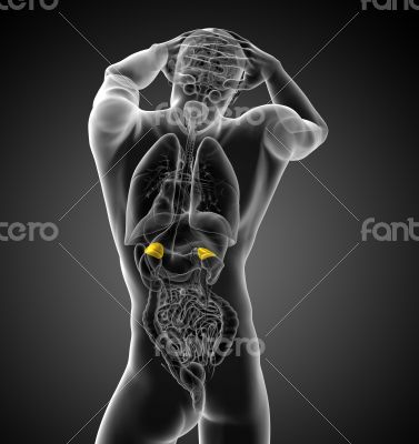  human adrenal 