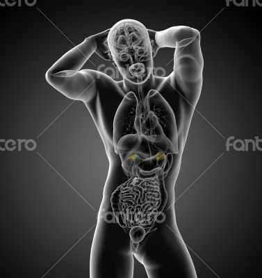  human adrenal 