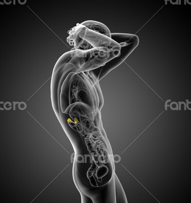 human adrenal 