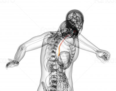 3d rendered illustration of the esophagus 