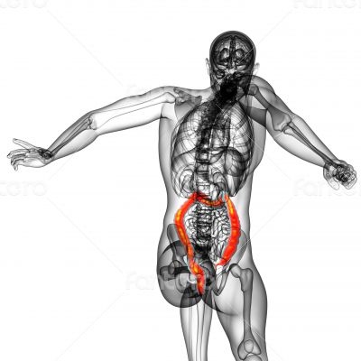  larg intestine
