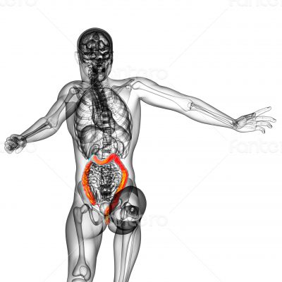 human larg intestine