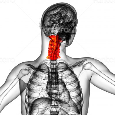  cervical spine