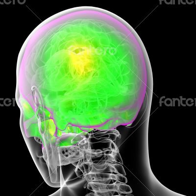 3d render medical illustration of the human sull 