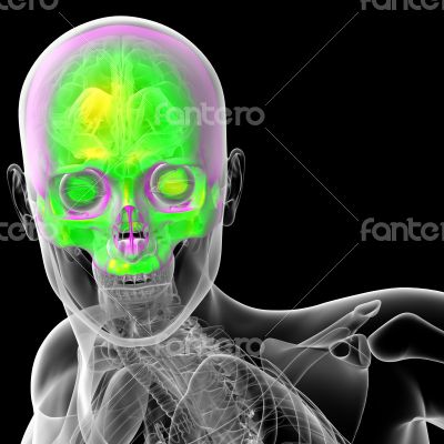 3d render medical illustration of the human sull 