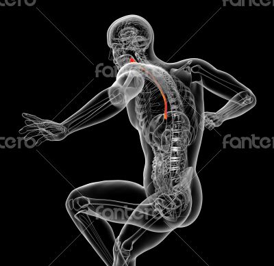3d rendered illustration of the esophagus