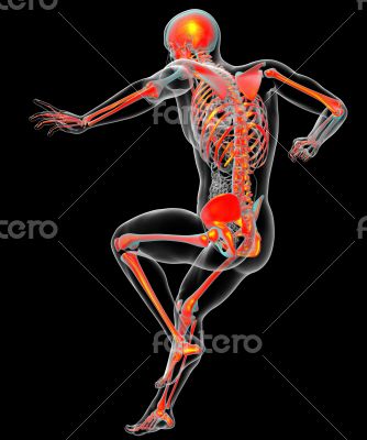  human skeleton 
