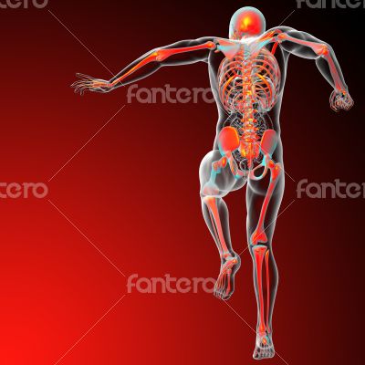human skeleton 