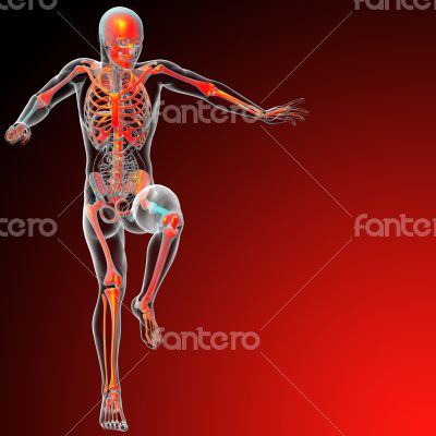  human skeleton 