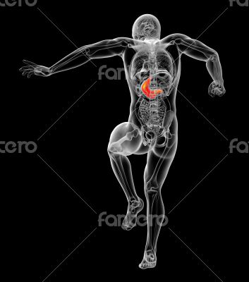  human stomach