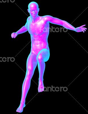  human anatomy 