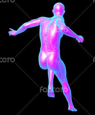  human anatomy 