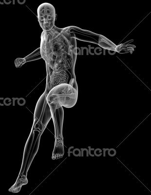 human anatomy 