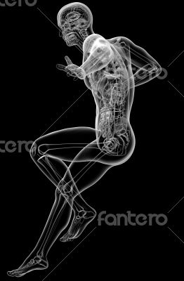 human anatomy 