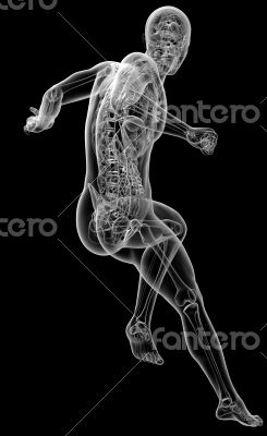 human anatomy 
