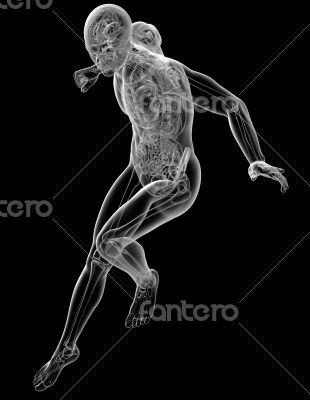  human anatomy 