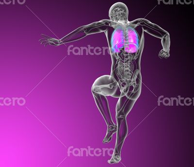 respiratory system