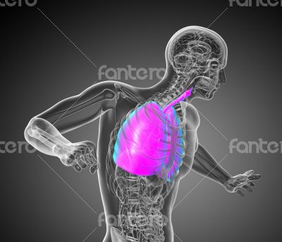 respiratory system