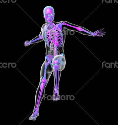 3d render medical illustration of the skeleton 