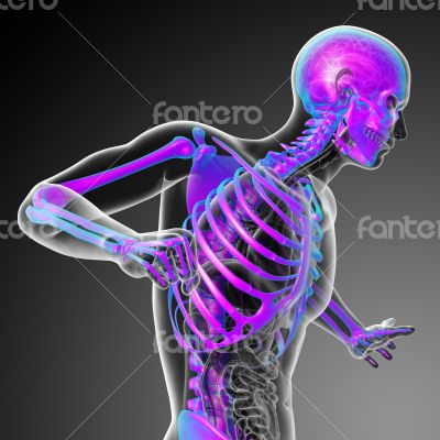 3d render medical illustration of the skeleton 