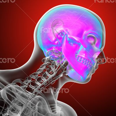 3d render medical illustration of the human skull