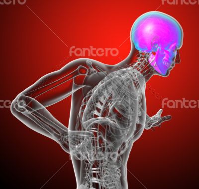 3d render medical illustration of the human skull