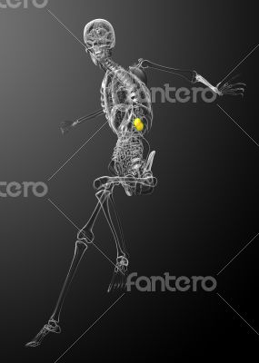 3d render medical illustration of the spleen 
