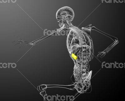 3d render medical illustration of the spleen