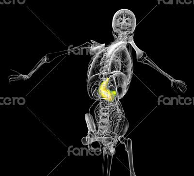 human stomach