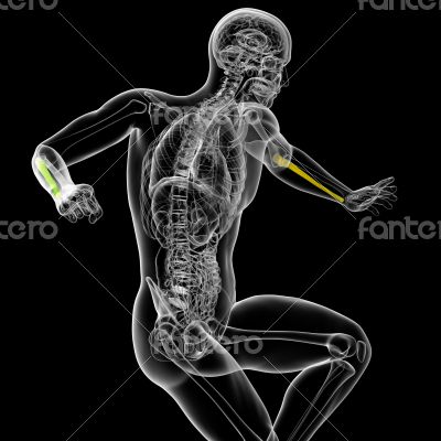 3d render medical illustration of the ulna bone