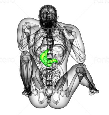 3d render medical illustration of the stomach