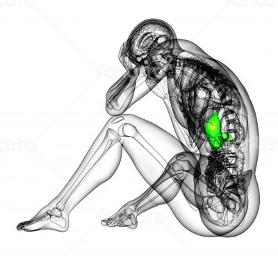 3d render medical illustration of the stomach