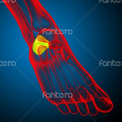 3d render illustration of the human calcaneus bone
