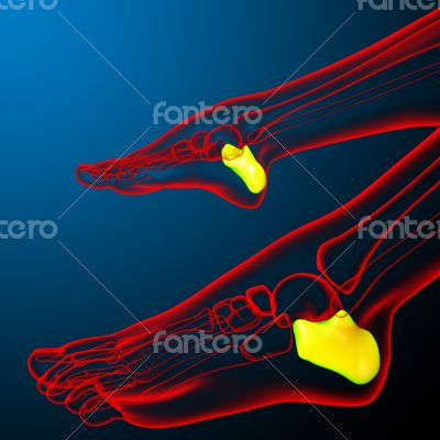 3d render illustration of the human calcaneus bone
