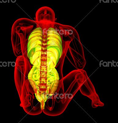 digestive system and respiratory system 