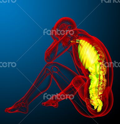  digestive system and respiratory system