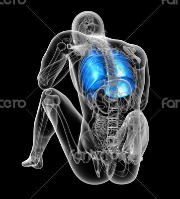  respiratory system 