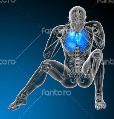 respiratory system 