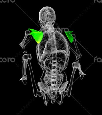 3d render medical illustration of the scapula bone