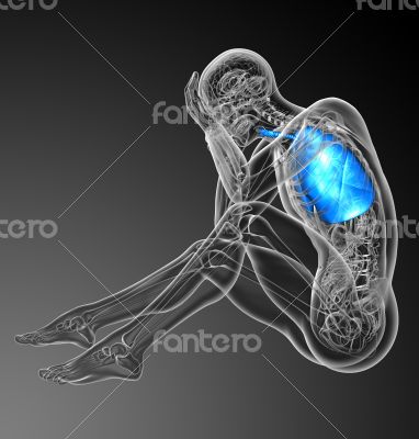  human respiratory system 