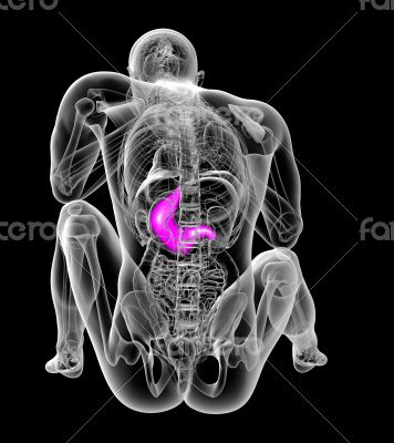 3d render medical illustration of the stomach 
