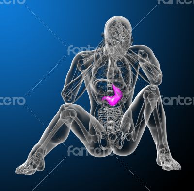 3d render medical illustration of the stomach 