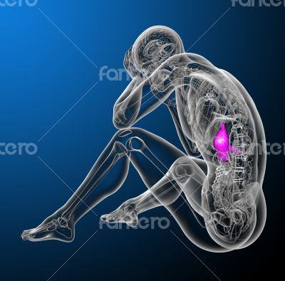 3d render medical illustration of the stomach 